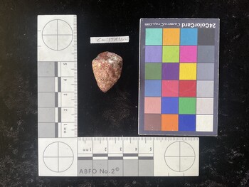 CmilTR164; 26.5*x20.5*x21 dorsal photo thumbnail