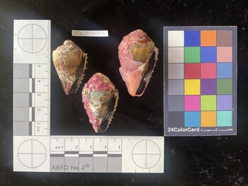CmilesTR012; 37*x22x30 ventral photo thumbnail