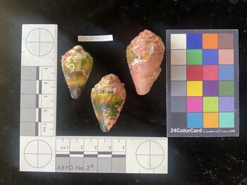 CmilesTR012; 37*x22x30 dorsal photo thumbnail