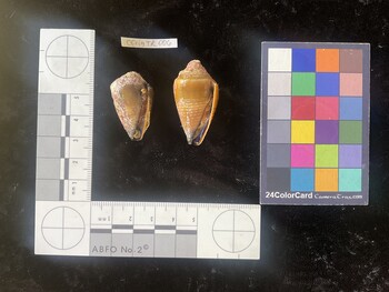 CfrigTR006; 31.5x19x25 ventral photo thumbnail