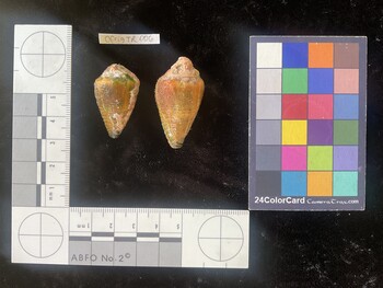 CfrigTR006; 31.5x19x25 dorsal photo thumbnail