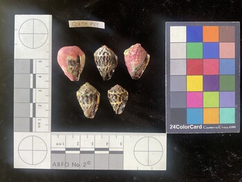 CchTR049; 23.5x17.5x19.5 ventral photo thumbnail