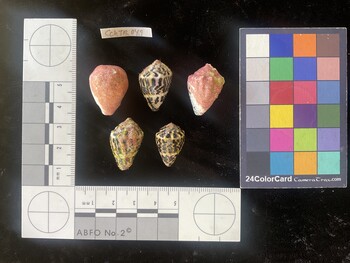 CchTR049; 23.5x17.5x19.5 dorsal photo thumbnail
