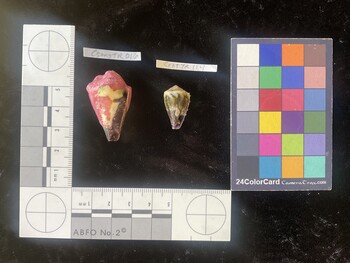 CratTR114; 22x12.5x18 ventral photo thumbnail