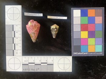 CratTR114; 22x12.5x18 dorsal photo thumbnail
