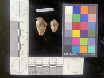 CarenTR004; 25x15x18.5 ventral photo thumbnail