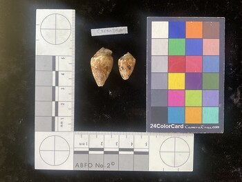 CarenTR004; 25x15x18.5 dorsal photo thumbnail