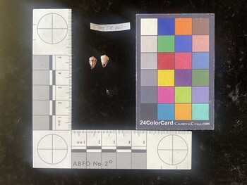 CcofTR002; 8x5x6.5 ventral photo thumbnail