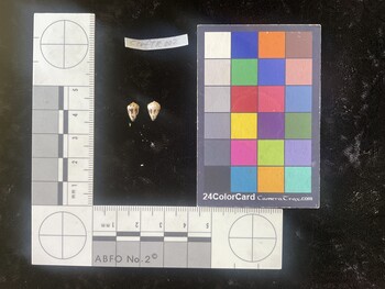 CcofTR002; 8x5x6.5 dorsal photo thumbnail