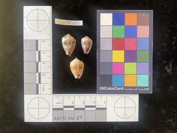 CcorTR002; 19.5x12.5x15 ventral photo thumbnail