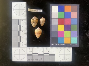 CcorTR002; 19.5x12.5x15 dorsal photo thumbnail