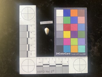 CnanTR065; 11.5x7x9.5 ventral photo thumbnail
