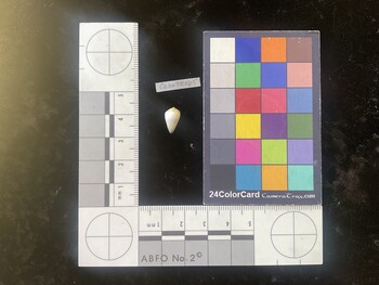 CnanTR065; 11.5x7x9.5 dorsal photo thumbnail