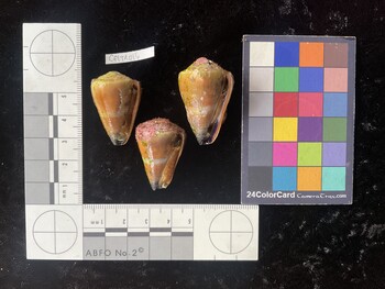 CflTR016; 32.5x20.5x28.5 ventral photo thumbnail