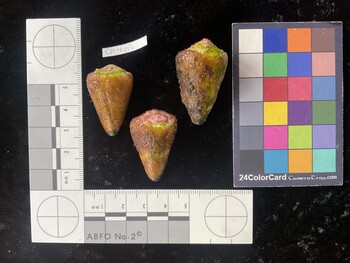 CflTR016; 32.5x20.5x28.5 dorsal photo thumbnail