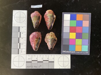 ClivTR092; 31*x19*x25 ventral photo thumbnail