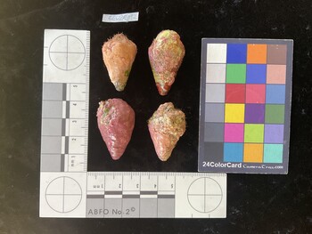 ClivTR092; 31*x19*x25 dorsal photo thumbnail