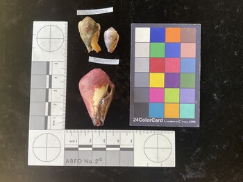 CarenTR006; 24x16x19 ventral photo thumbnail
