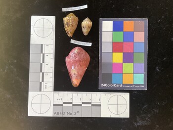 CarenTR006; 24x16x19 dorsal photo thumbnail
