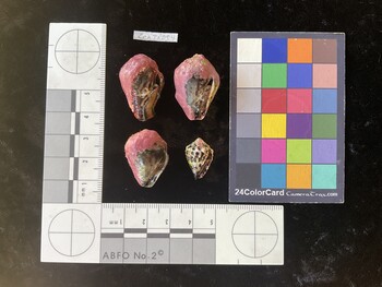 CchTR054; 28.5*x19.5*x21.5 ventral photo thumbnail