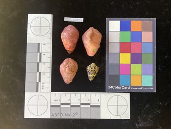 CchTR054; 28.5*x19.5*x21.5 dorsal photo thumbnail