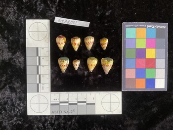 CspAR001; 16.5x10.5x14 dorsal photo thumbnail