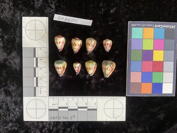 CspAR001; 16.5x10.5x14 ventral photo thumbnail