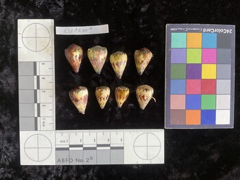 CspAR009; 20.5x12.5x17 dorsal photo thumbnail