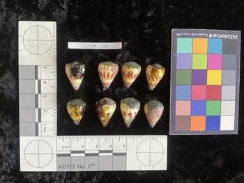 CspAR025; 20.5x13.5x18.5 dorsal photo thumbnail
