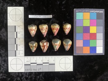 CspAR025; 20.5x13.5x18.5 ventral photo thumbnail