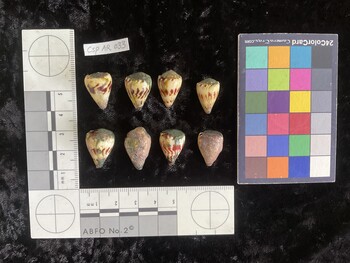 CspAR033; 18.5x13x17 dorsal photo thumbnail