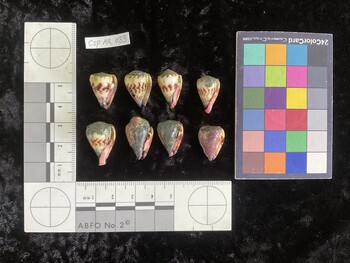 CspAR033; 18.5x13x17 ventral photo thumbnail