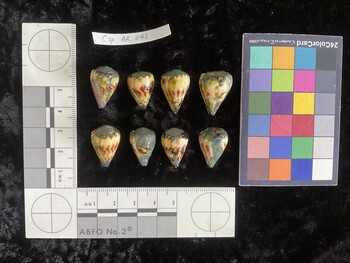 CspAR041; 20.5x13.5x17.5 dorsal photo thumbnail