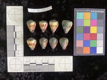 CspAR041; 20.5x13.5x17.5 ventral photo thumbnail