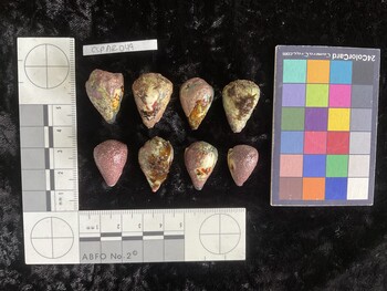 CspAR049; 24x16.5x20 dorsal photo thumbnail