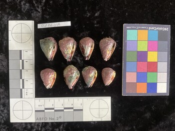 CspAR049; 24x16.5x20 ventral photo thumbnail