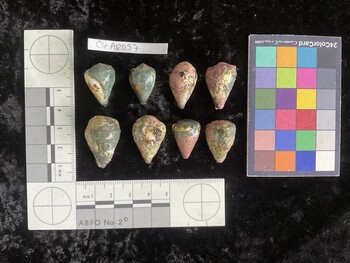 CspAR057; 22x16x19 dorsal photo thumbnail