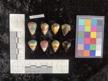 CspAR065; 22.5x16x20.5 dorsal photo thumbnail