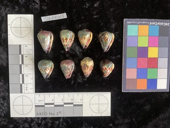 CspAR065; 22.5x16x20.5 ventral photo thumbnail