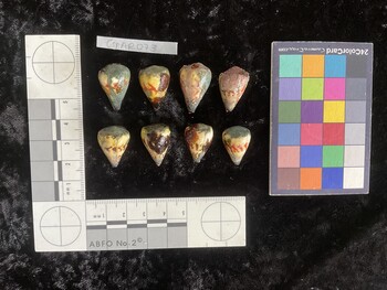 CspAR073; 22x15x19 dorsal photo thumbnail