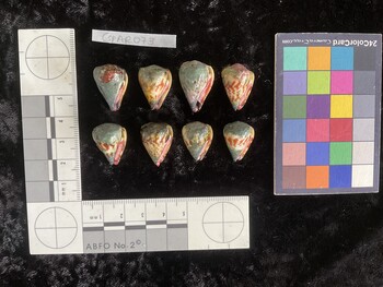 CspAR073; 22x15x19 ventral photo thumbnail