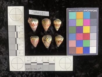 CspAR089; 21x15x19 dorsal photo thumbnail