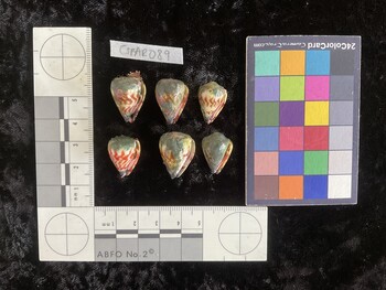 CspAR089; 21x15x19 ventral photo thumbnail