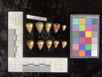 CspAR095; 18x11.5x16 dorsal photo thumbnail