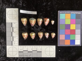 CspAR095; 18x11.5x16 ventral photo thumbnail