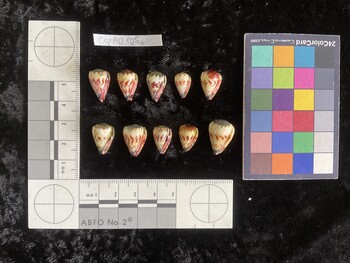 CspAR105; 15.5x10x14 ventral photo thumbnail