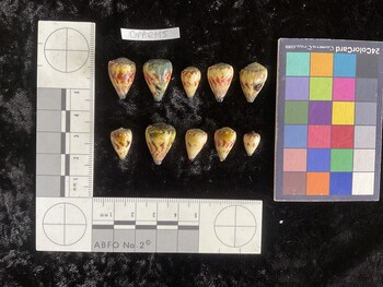 CspAR115; 18.5x12x16 dorsal photo thumbnail