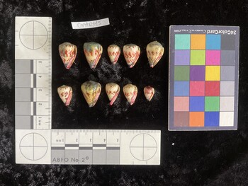 CspAR115; 18.5x12x16 ventral photo thumbnail