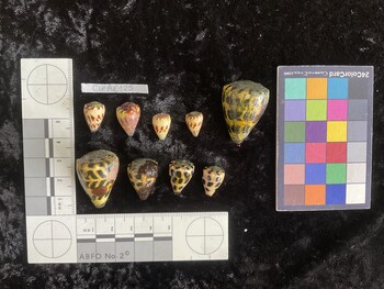CebAR001; 33x23.5x30 dorsal photo thumbnail