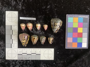 CebAR001; 33x23.5x30 ventral photo thumbnail